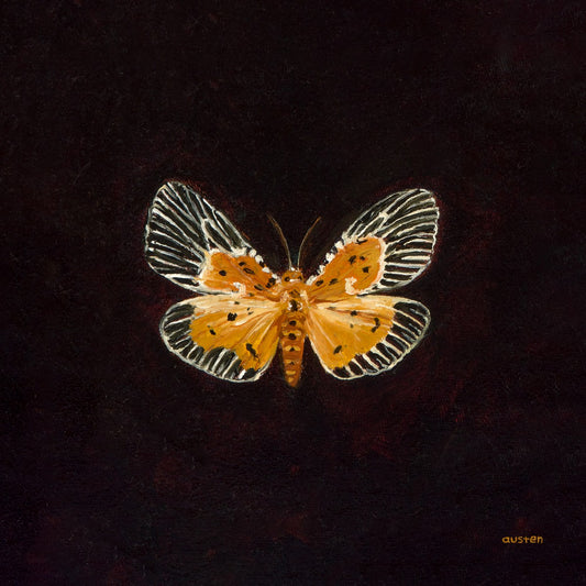 Peridrome Orbicularis Moth - Fine Art Print