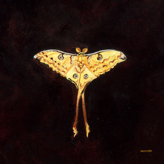 Comet Moth - Fine Art Print