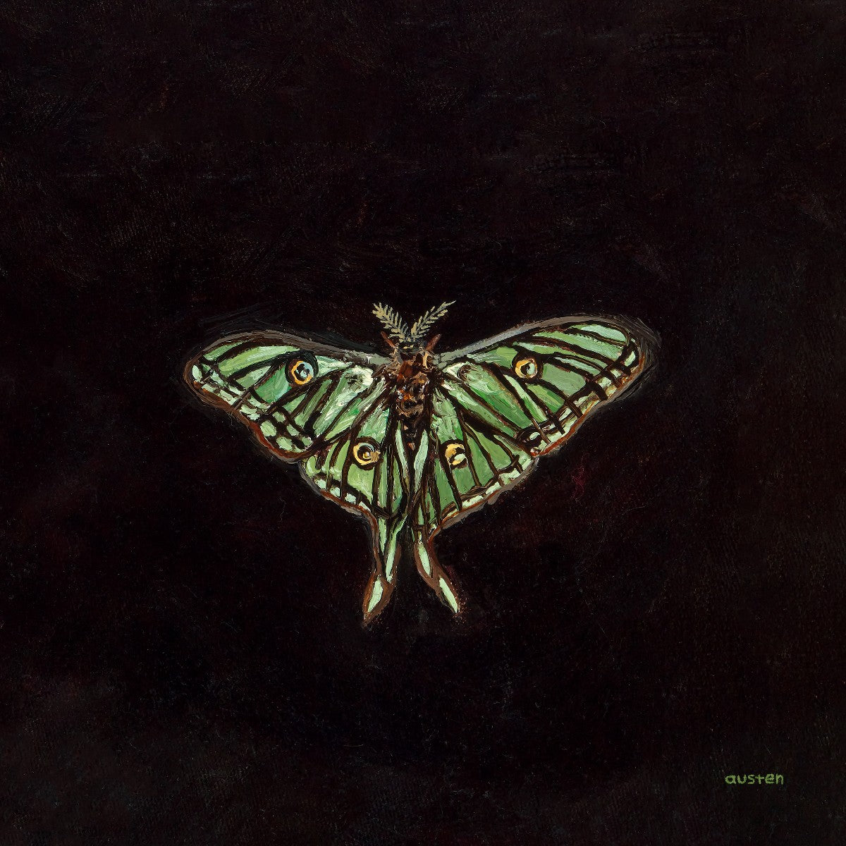Spanish Moon Moth - Fine Art Print