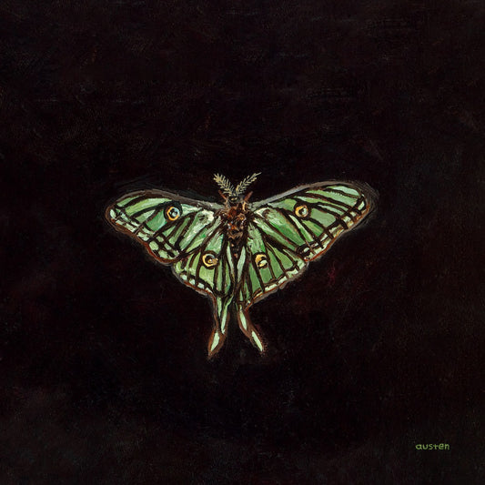 Spanish Moon Moth - Fine Art Print