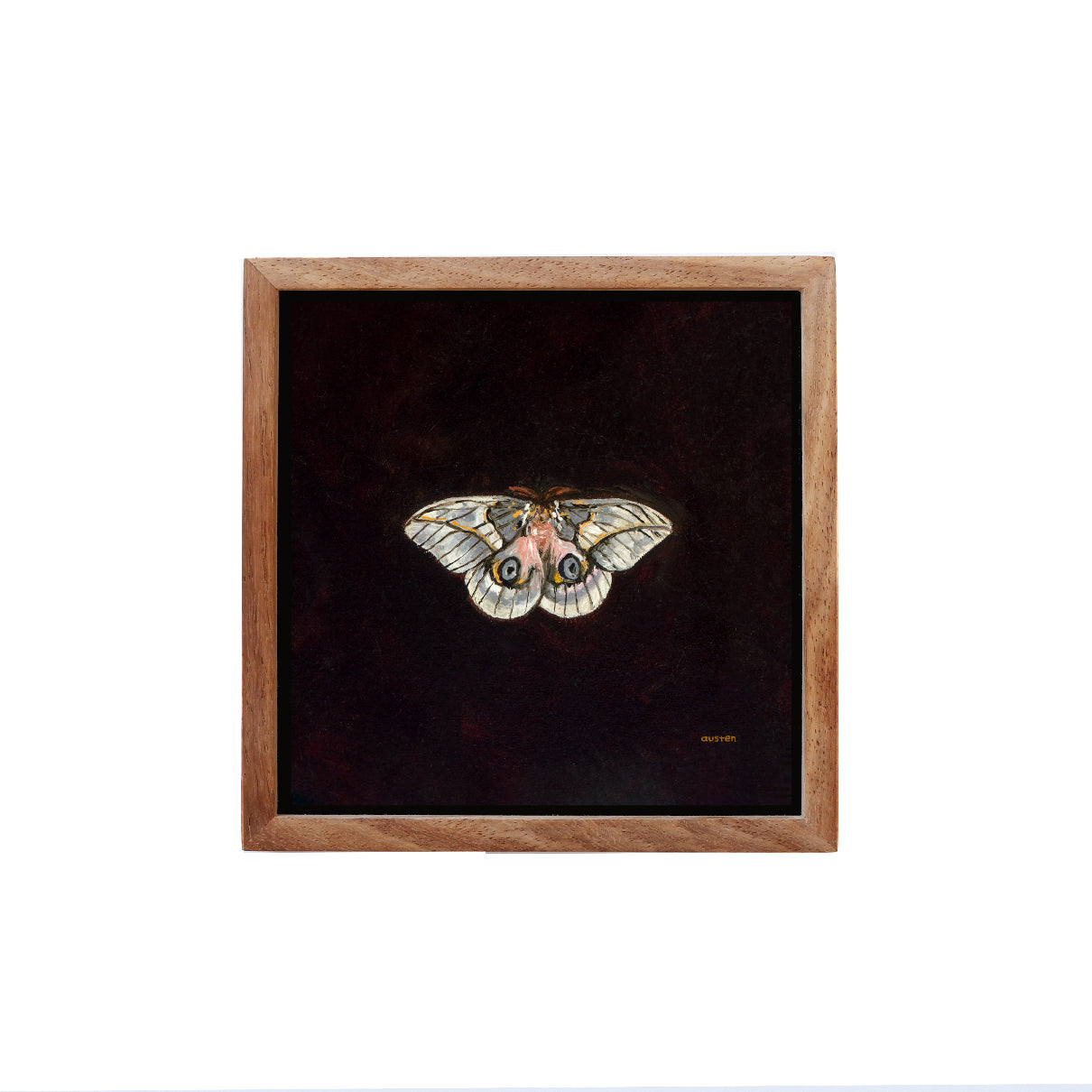 Automeris Frankae Moth - Fine Art Print