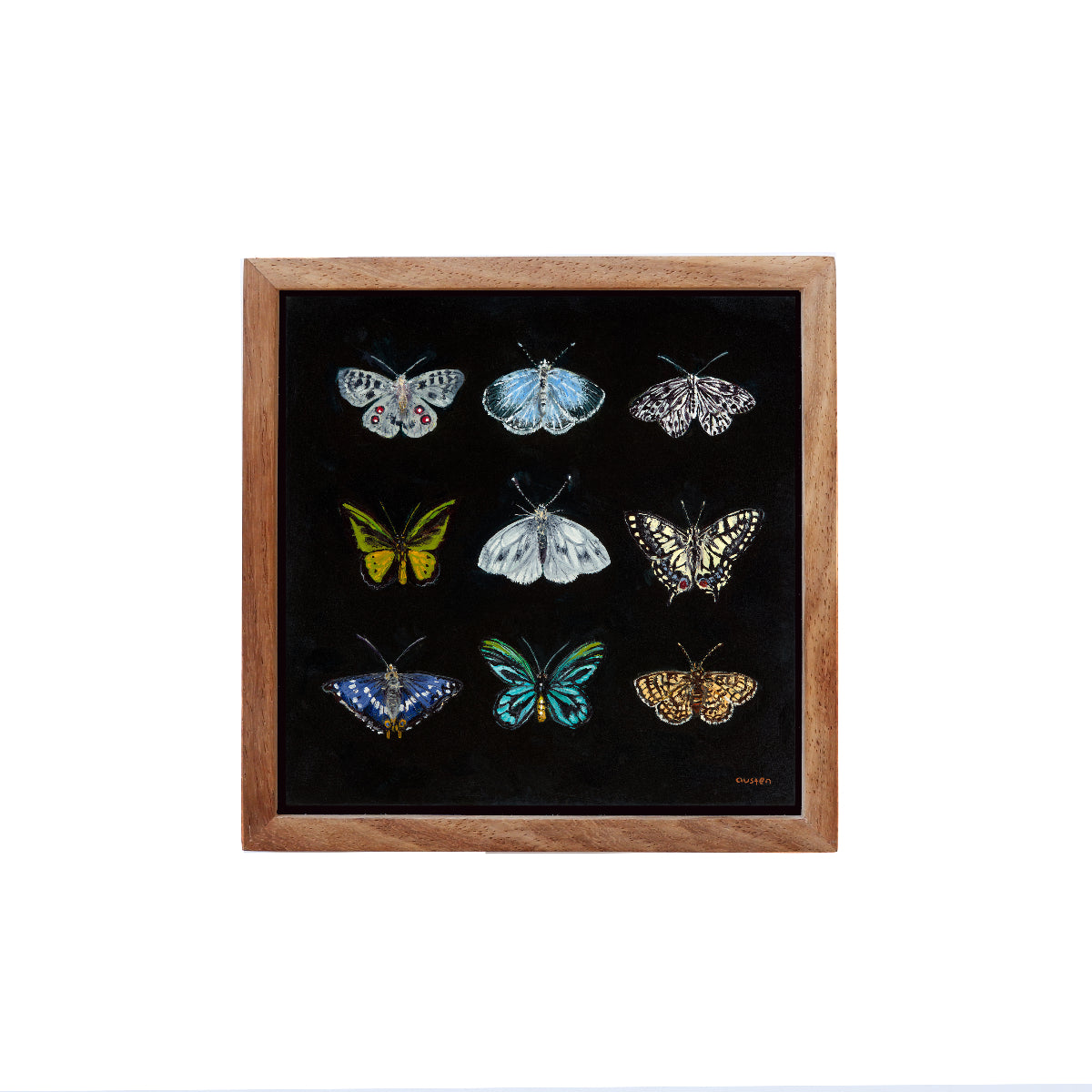 Butterfly Catalogue i - Fine art print