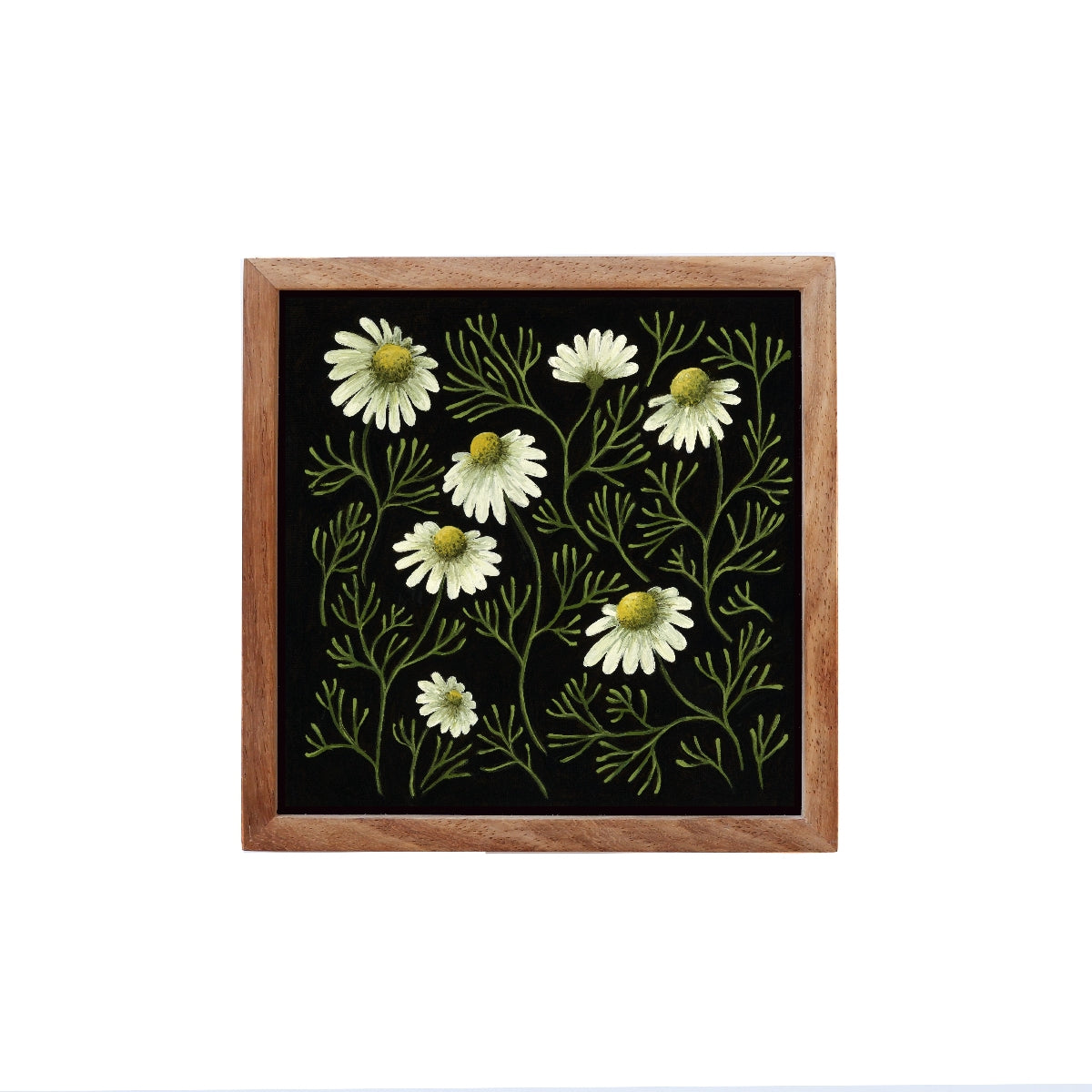 Chamomile Forest - Fine Art Print