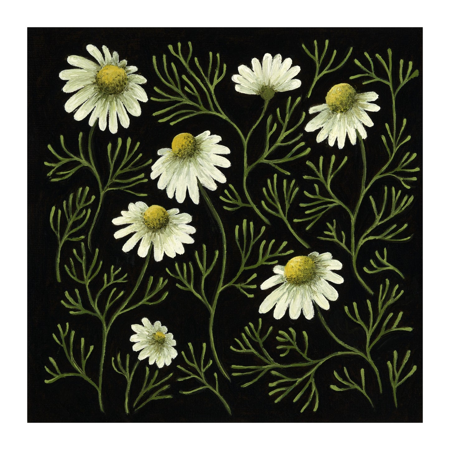 Chamomile Forest - Fine Art Print