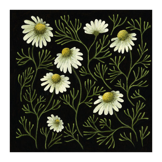 Chamomile Forest - Fine Art Print