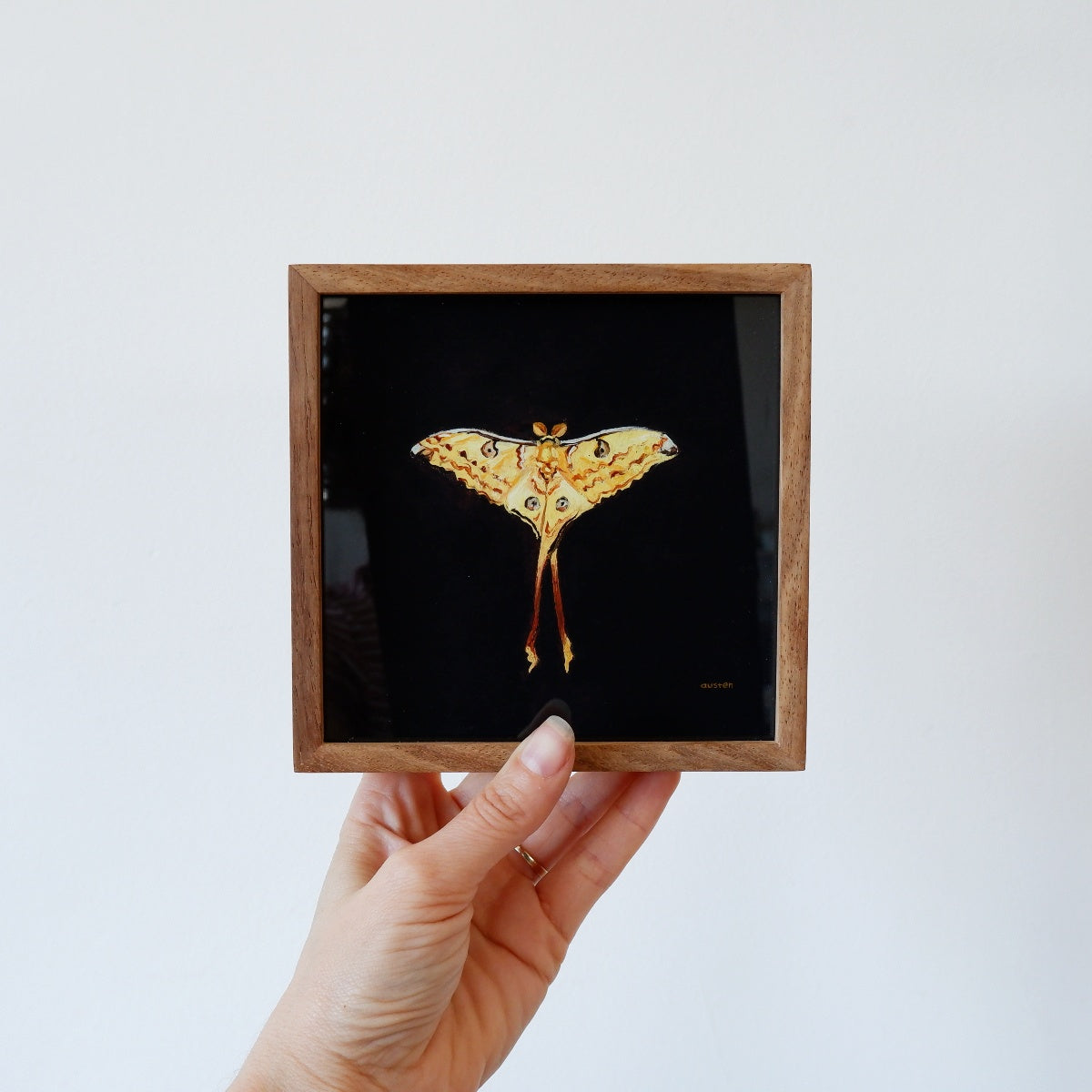 Comet Moth - Fine Art Print