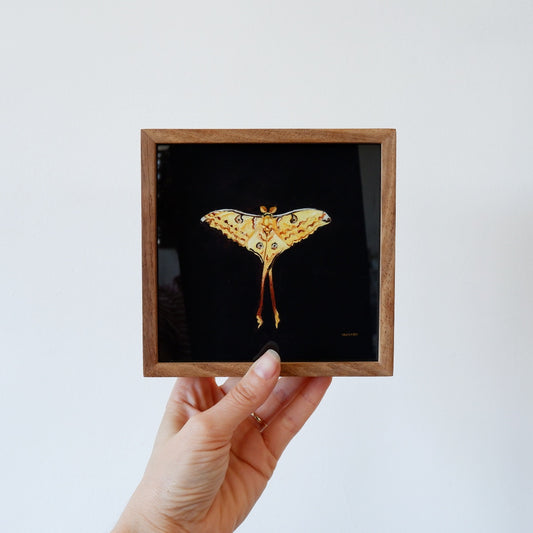 Comet Moth - Fine Art Print