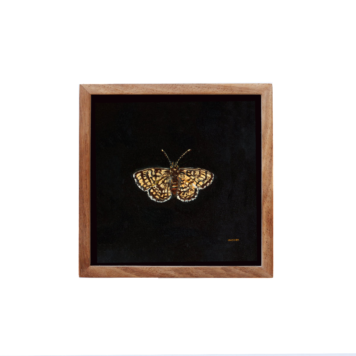 Glanville Fritillary Butterfly - Fine Art Print