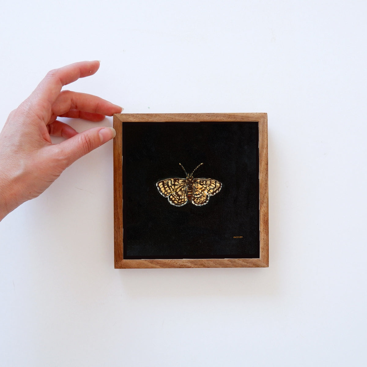 Glanville Fritillary Butterfly - Fine Art Print
