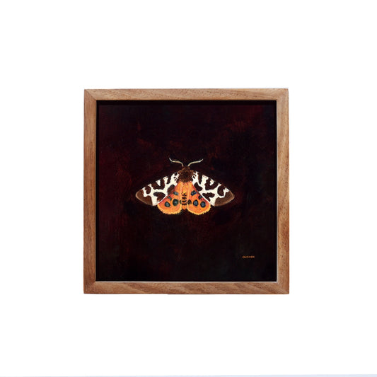 Garden Tiger Moth - Fine Art Print