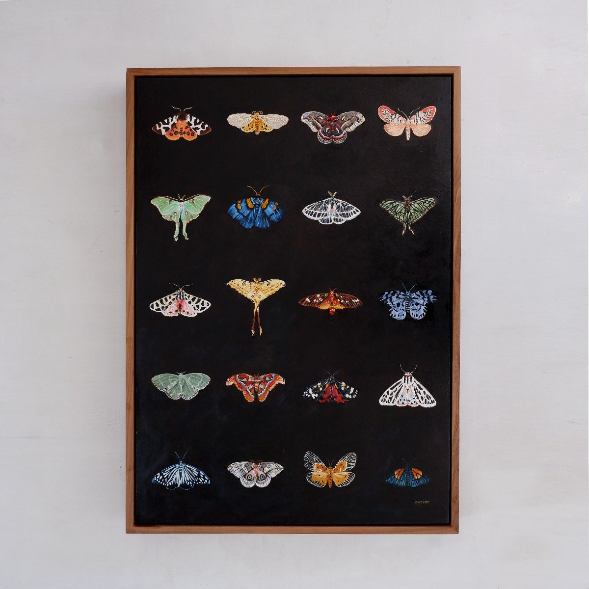 Moth Catalogue