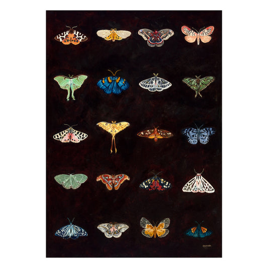 Moth Catalogue - Fine Art Print