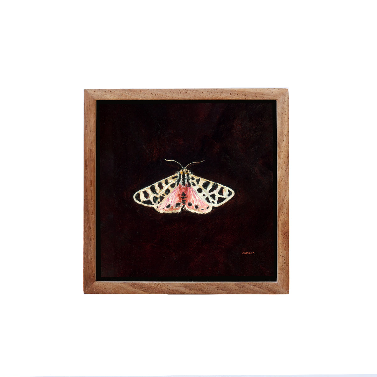 Nevada Black Tiger Moth - Fine Art Print