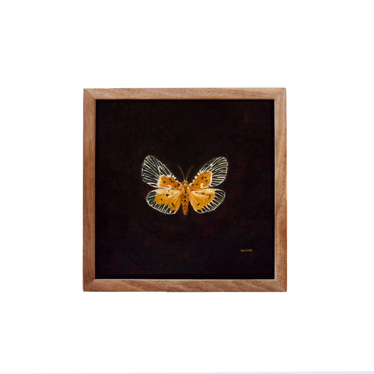 Peridrome Orbicularis Moth - Fine Art Print