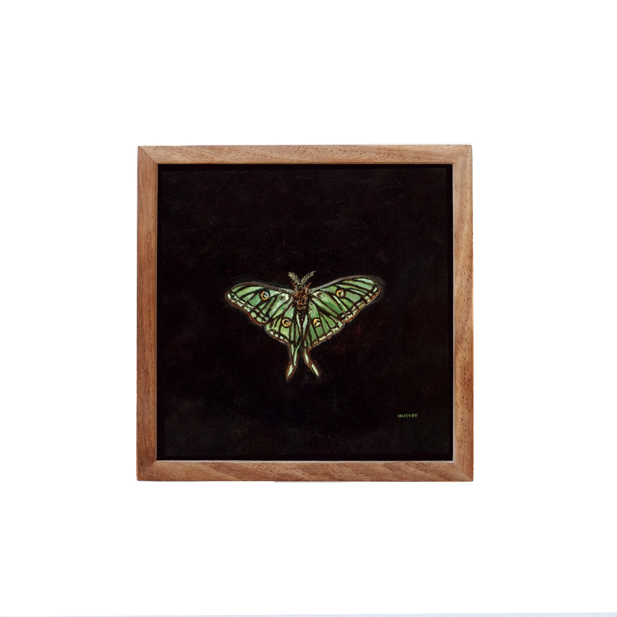 Spanish Moon Moth - Fine Art Print