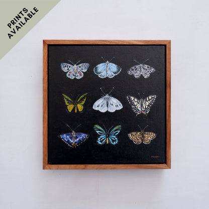 Butterfly Catalogue i