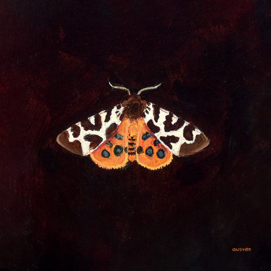 Garden Tiger Moth - Fine Art Print