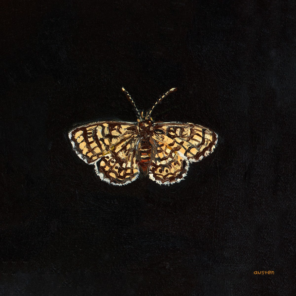 Glanville Fritillary Butterfly - Fine Art Print