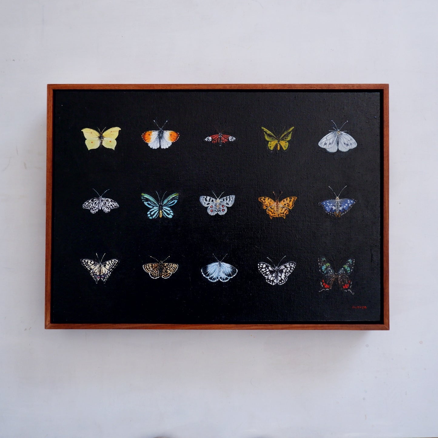 Butterfly Catalogue ii