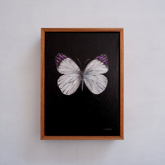 Purple Tip Butterfly