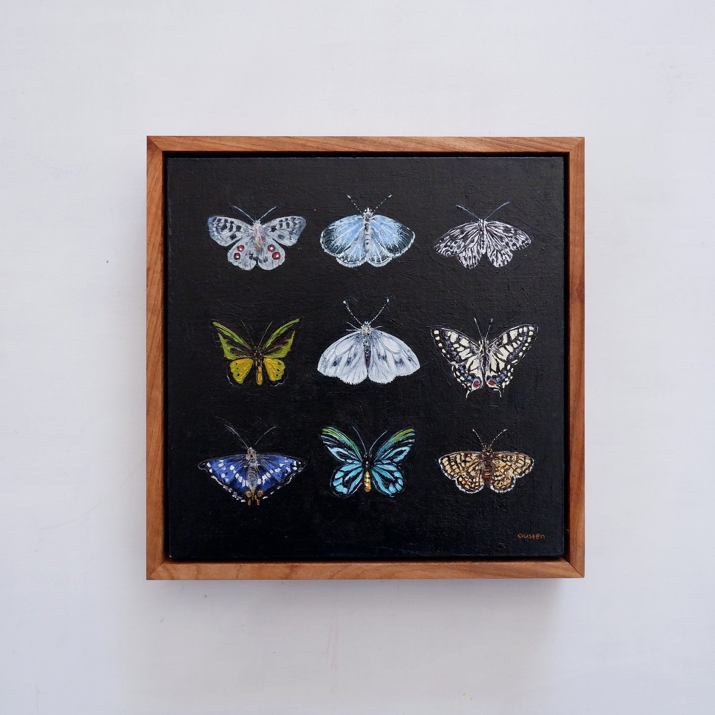 Butterfly Catalogue i