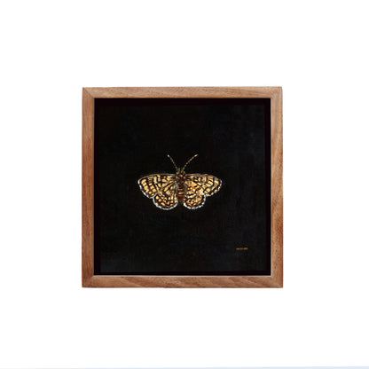 Glanville Fritillary Butterfly - Fine Art Print