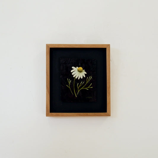 Mini Chamomile ii