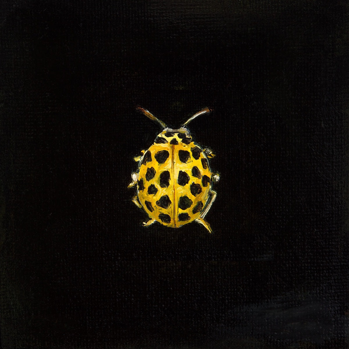 Mini Ladybird - Fine art print