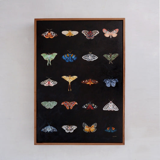 Moth Catalogue