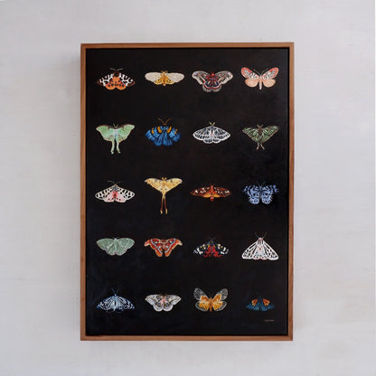 Moth Catalogue - Fine Art Print