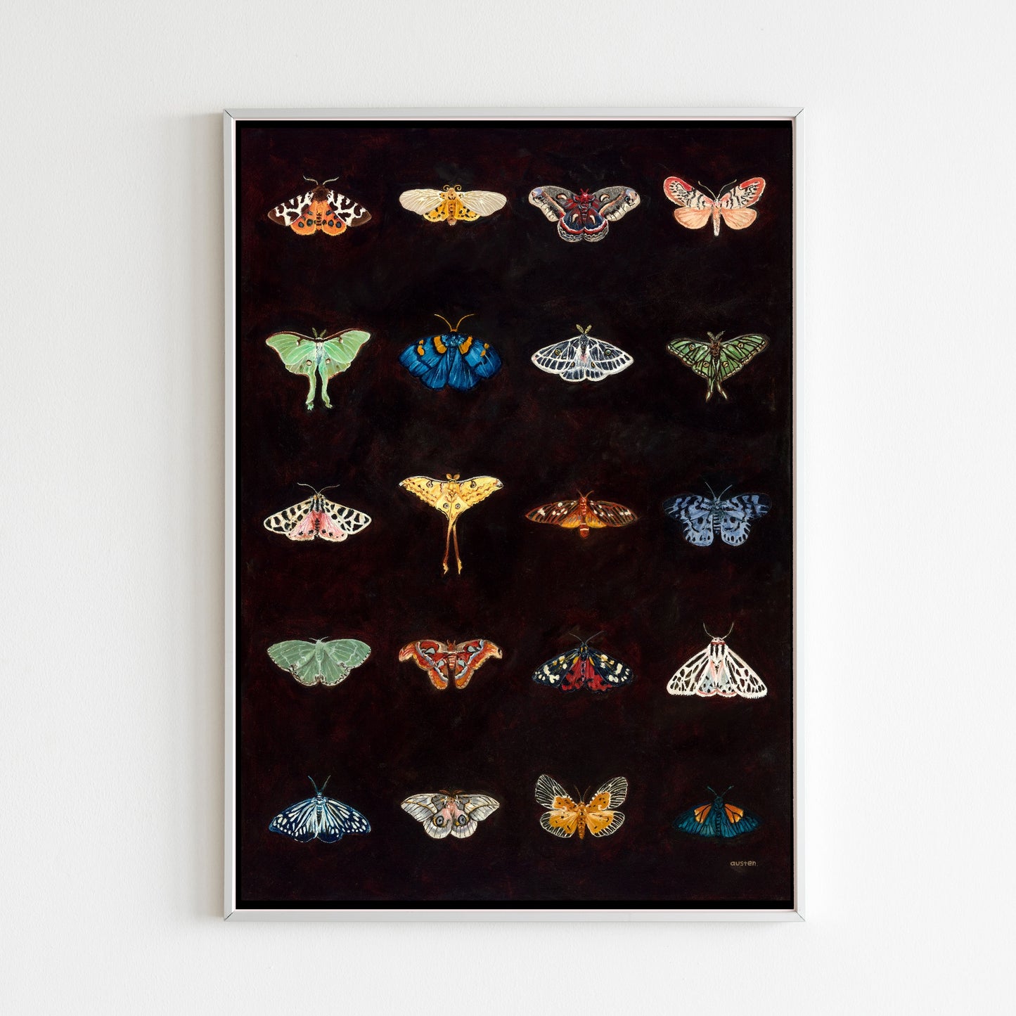 Moth Catalogue - Fine Art Print
