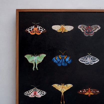 Moth Catalogue