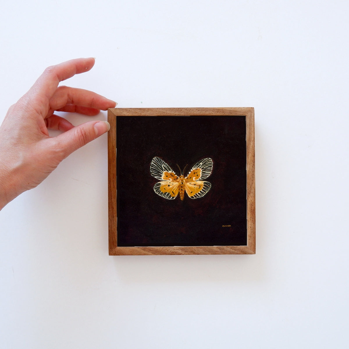 Peridrome Orbicularis Moth - Fine Art Print