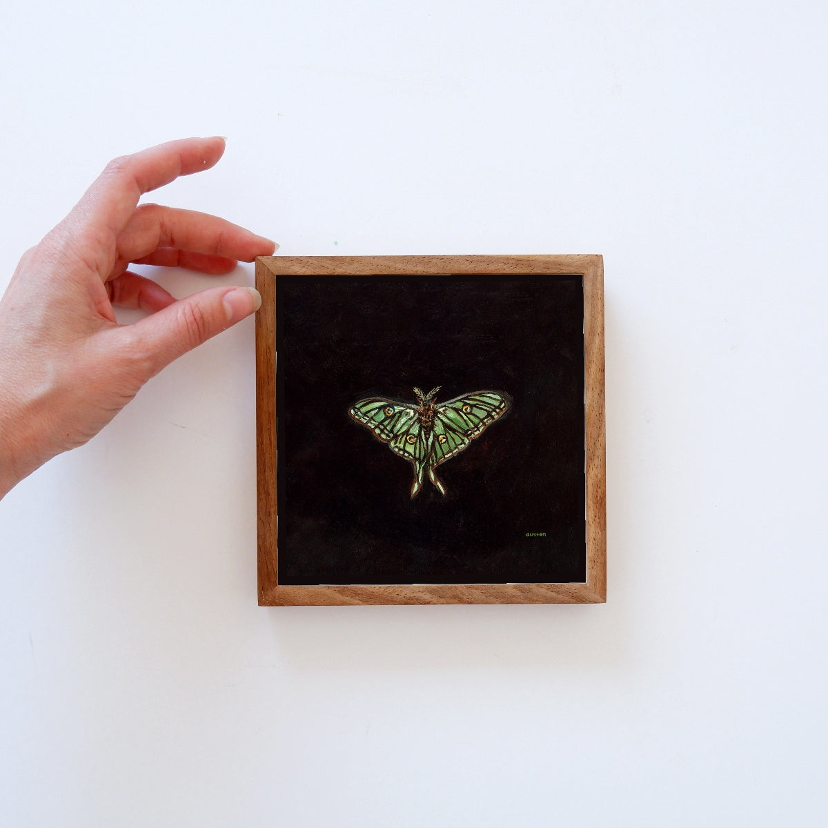 Spanish Moon Moth - Fine Art Print