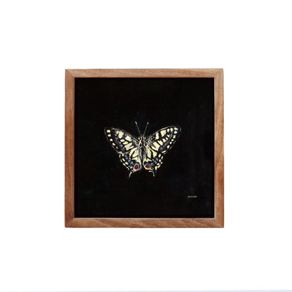Swallowtail Butterfly - Fine Art Print